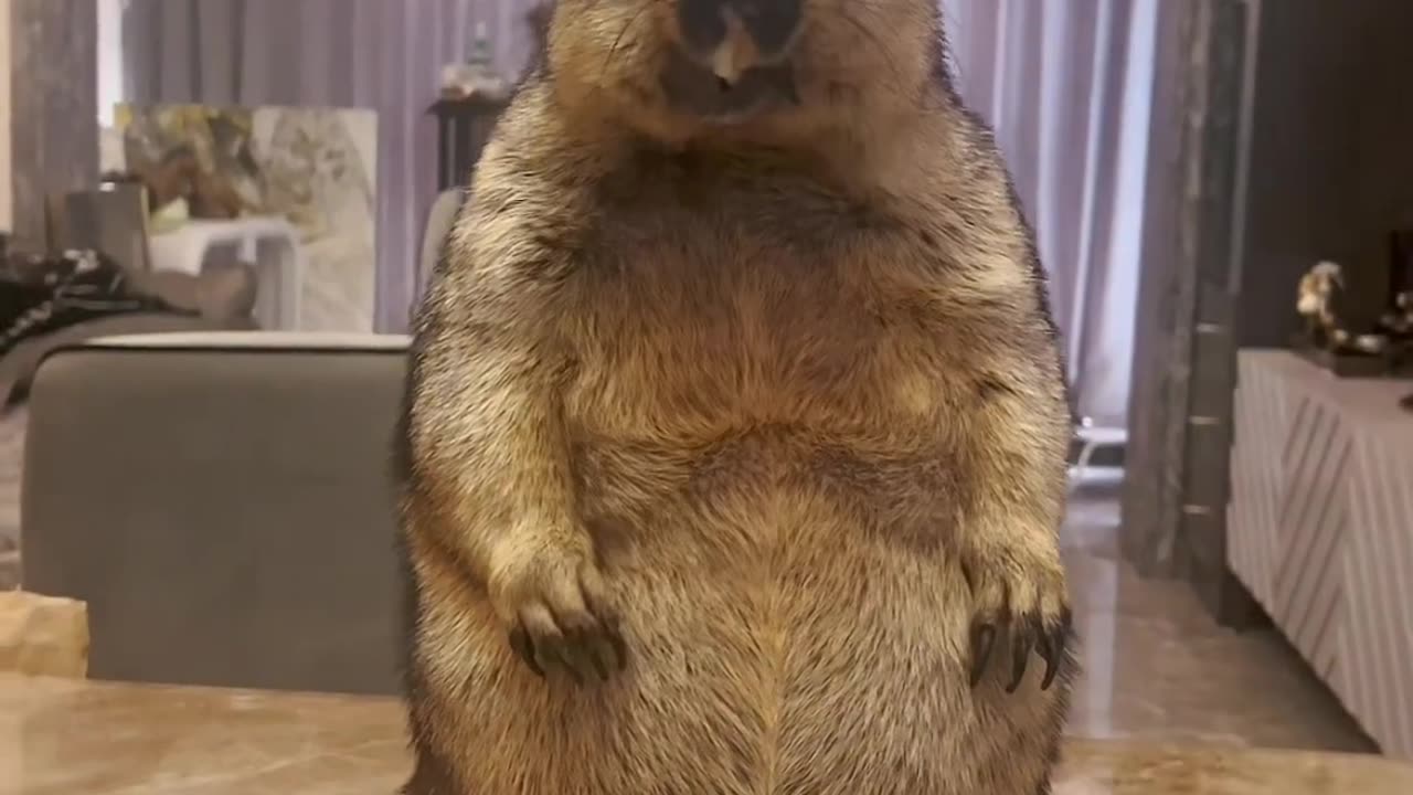 cute and funny animals #cuteanimals #funnyanimals