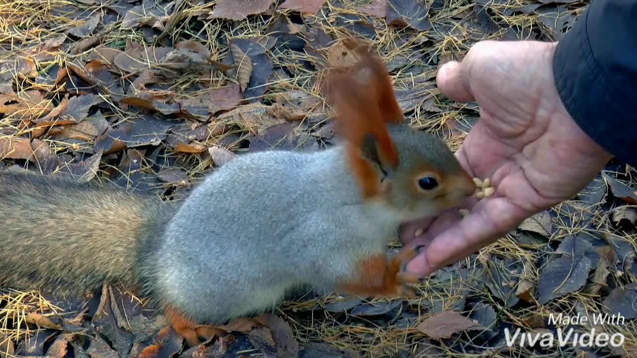 A squirrel eats food 🐿️🐿️