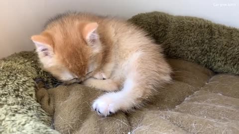 After a puppy kiss, a baby kitten washes its paws for a long time