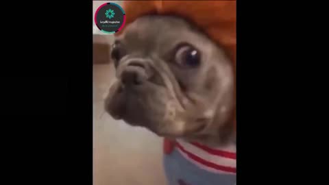 funny video of dogs