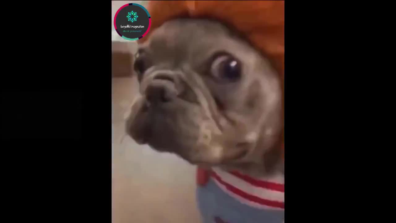 funny video of dogs