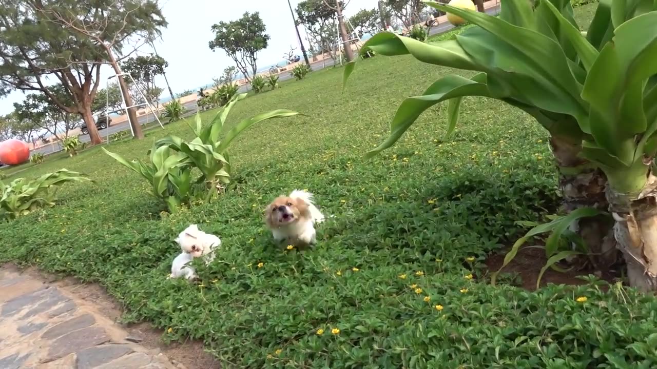 How dogs Reacts when Seeing Stranger 25 __running