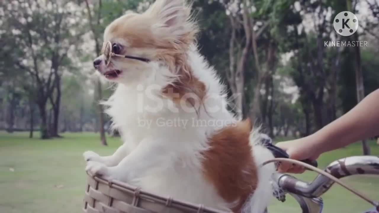 Chihuahua dog with sunglasses on bicycle basket stock video...