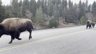 Herd of Bison Gallop Across Bridge