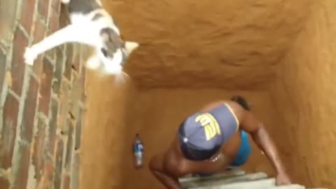 Exclusive treatment of unhappy cats funny videos