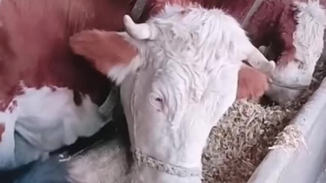 cow says this food is not good #foryou #funny #GenshinImpact32 #haha #animals #pet #fyp #cow