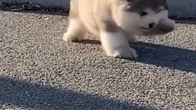 world best lovely dogs HD cute puppies videos | we love dogs - 17