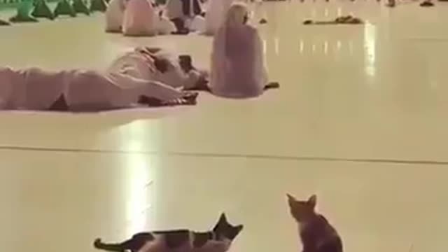 Amazing cat wake a pilgrim