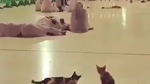 Amazing cat wake a pilgrim