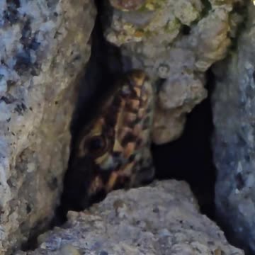 Lizard looks out at a stone.