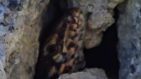 Lizard looks out at a stone.