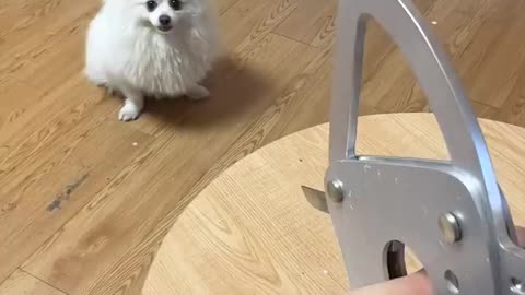 Nico Everything can't escape my eyes#smartnico #dog #funny #cute #nico