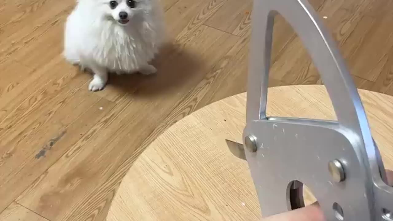 Nico Everything can't escape my eyes#smartnico #dog #funny #cute #nico