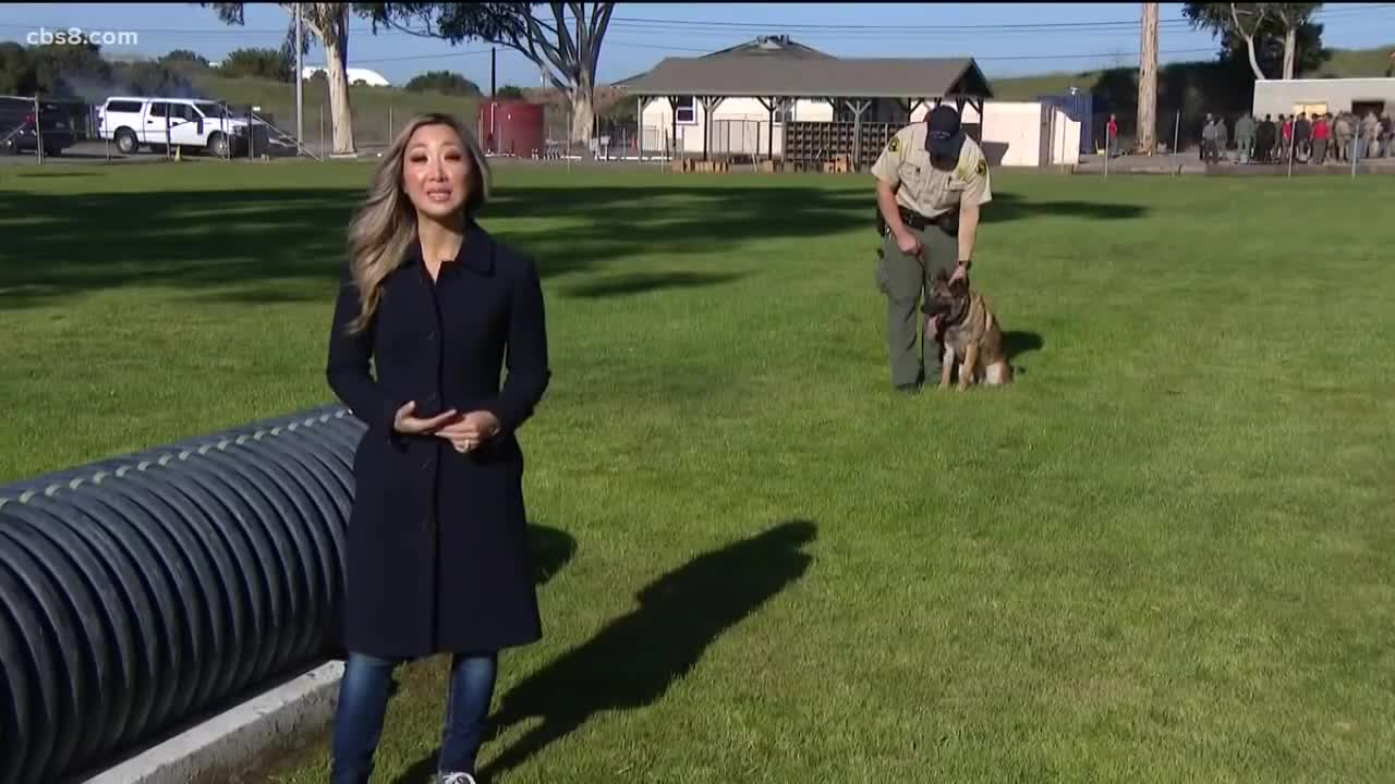 San Diego Sheriff's K-9 takedown goes viral