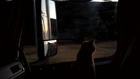 My cat loves riding with me in my semi