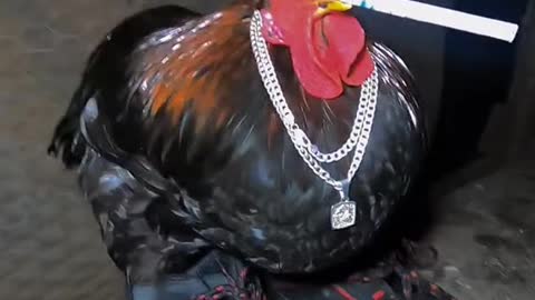 Dashing Rooster