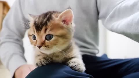 Collected cute scenes of small kitten