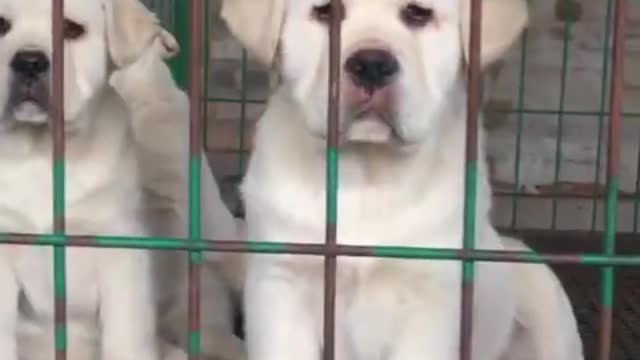 Two white puppies in the cage