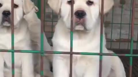 Two white puppies in the cage