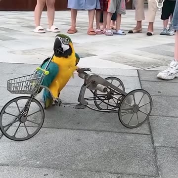 Amazing parrot rides a tricycle!