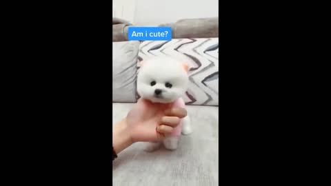 cute and funny animals compilation #1 [cuteness]