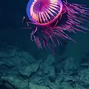 Beautiful Rare Deep Sea Jellyfish