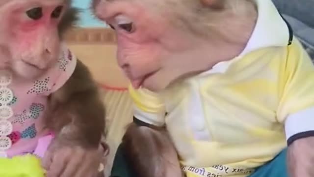 #monkey #cutemonkey #monkeybaby