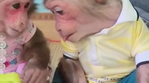 #monkey #cutemonkey #monkeybaby