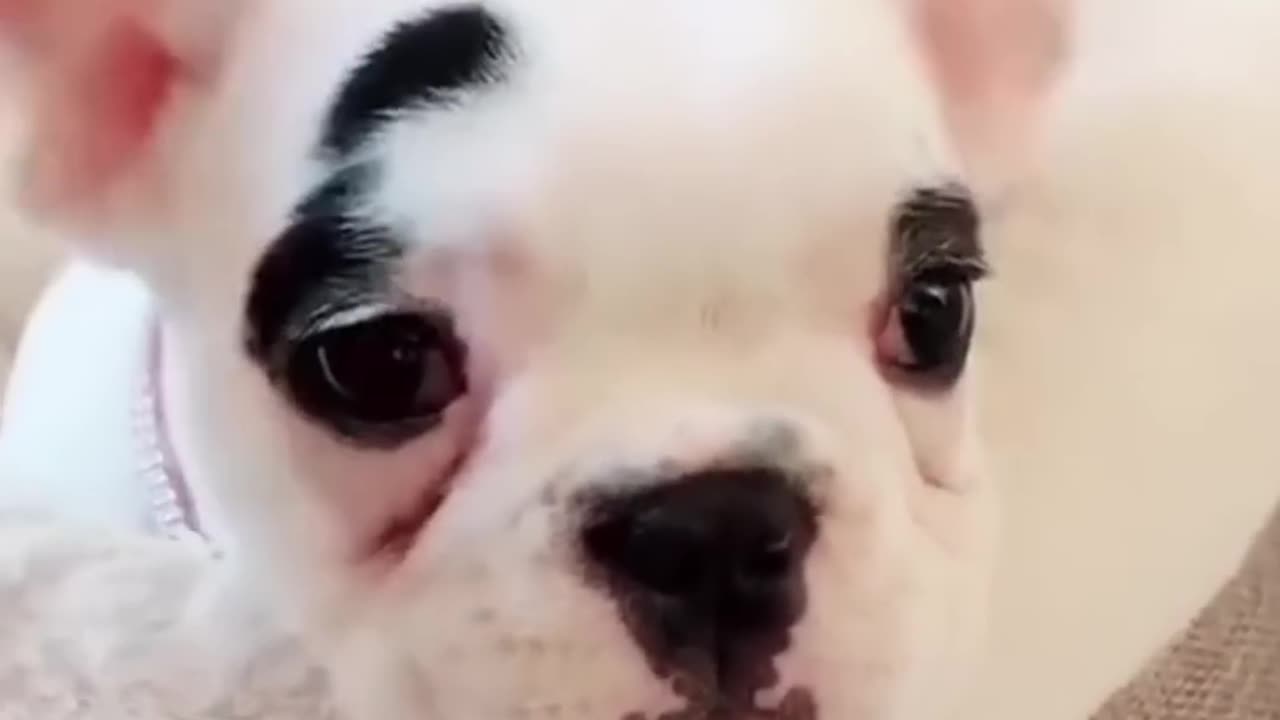 Funny đŸ˜‚animal trending video