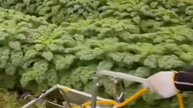 Take care of garden