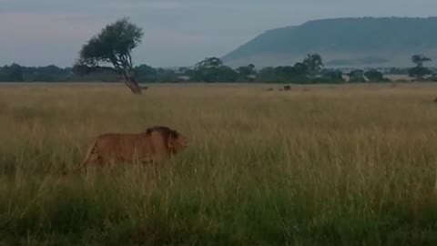 Lion's breath is visible in the air as he roars his dominance