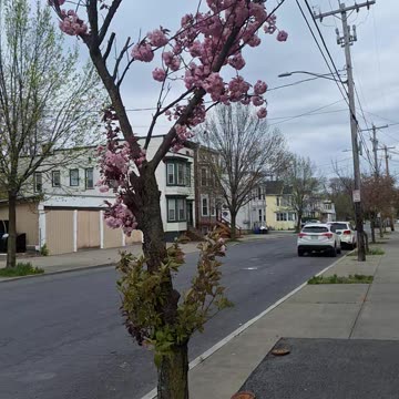Crab apple tree. How beautiful.