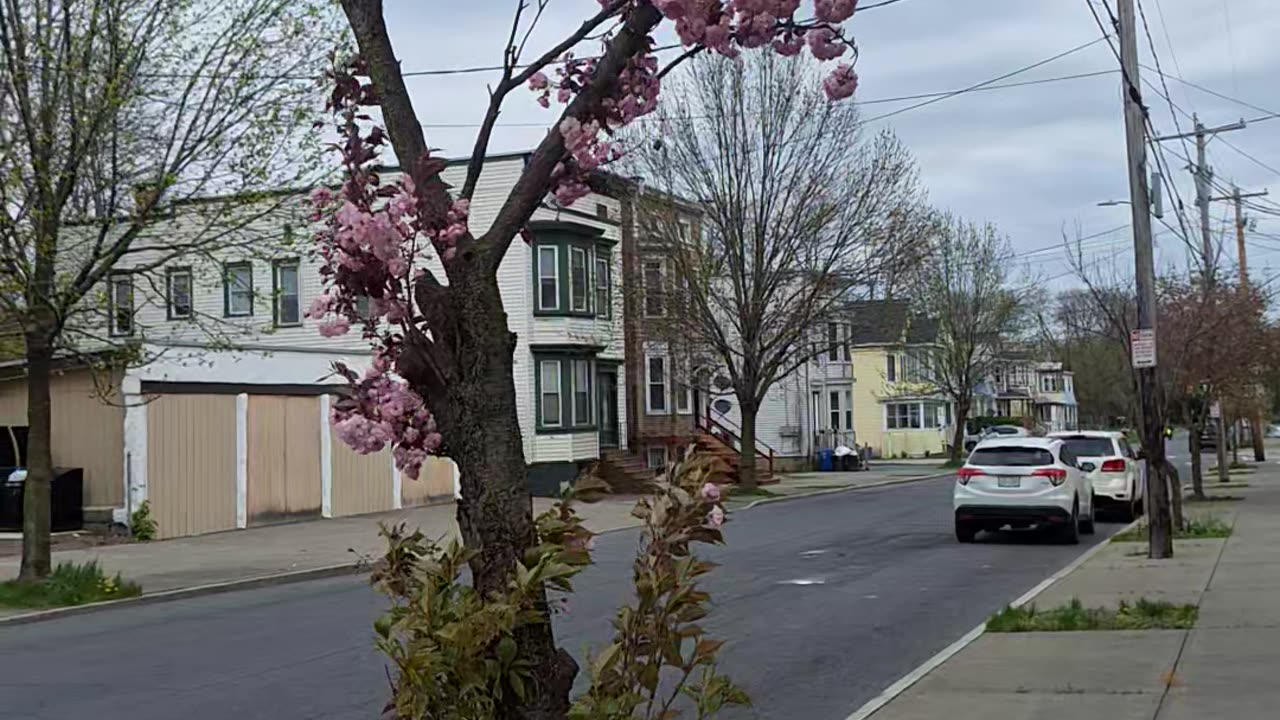 Crab apple tree. How beautiful.