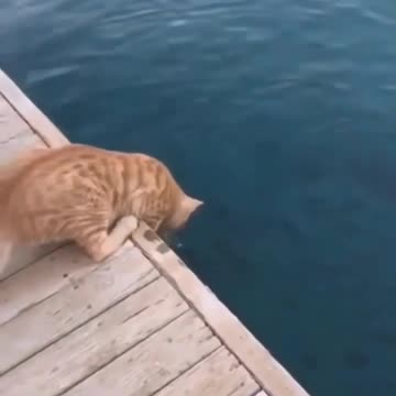 Cat hunting fish | Viral 5