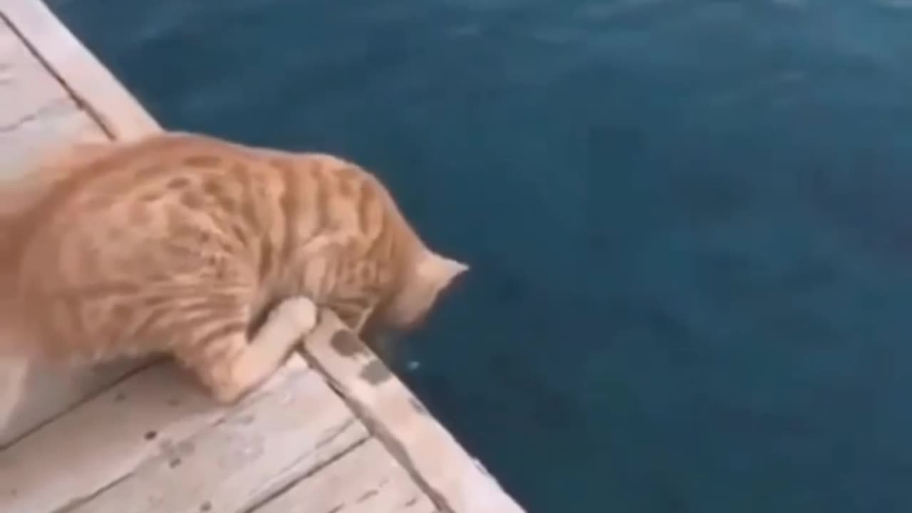 Cat hunting fish | Viral 5