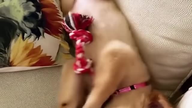 Funny and Cute puppies - compilation #4