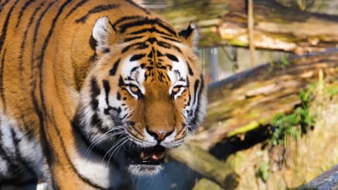Beautiful ❤️❤️ tiger
