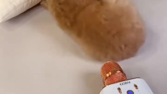 What the hell is this 🐕