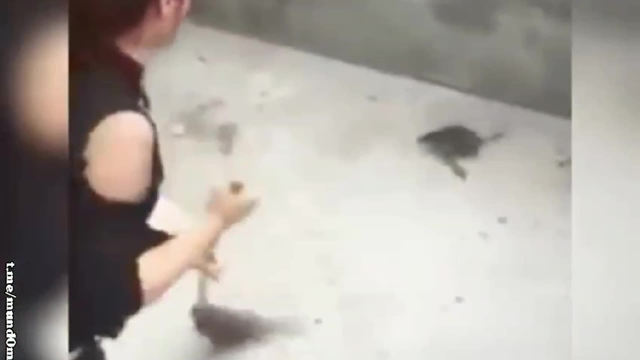 people vs rats compilation.