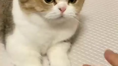 # Cute # cat 🐈🐈
