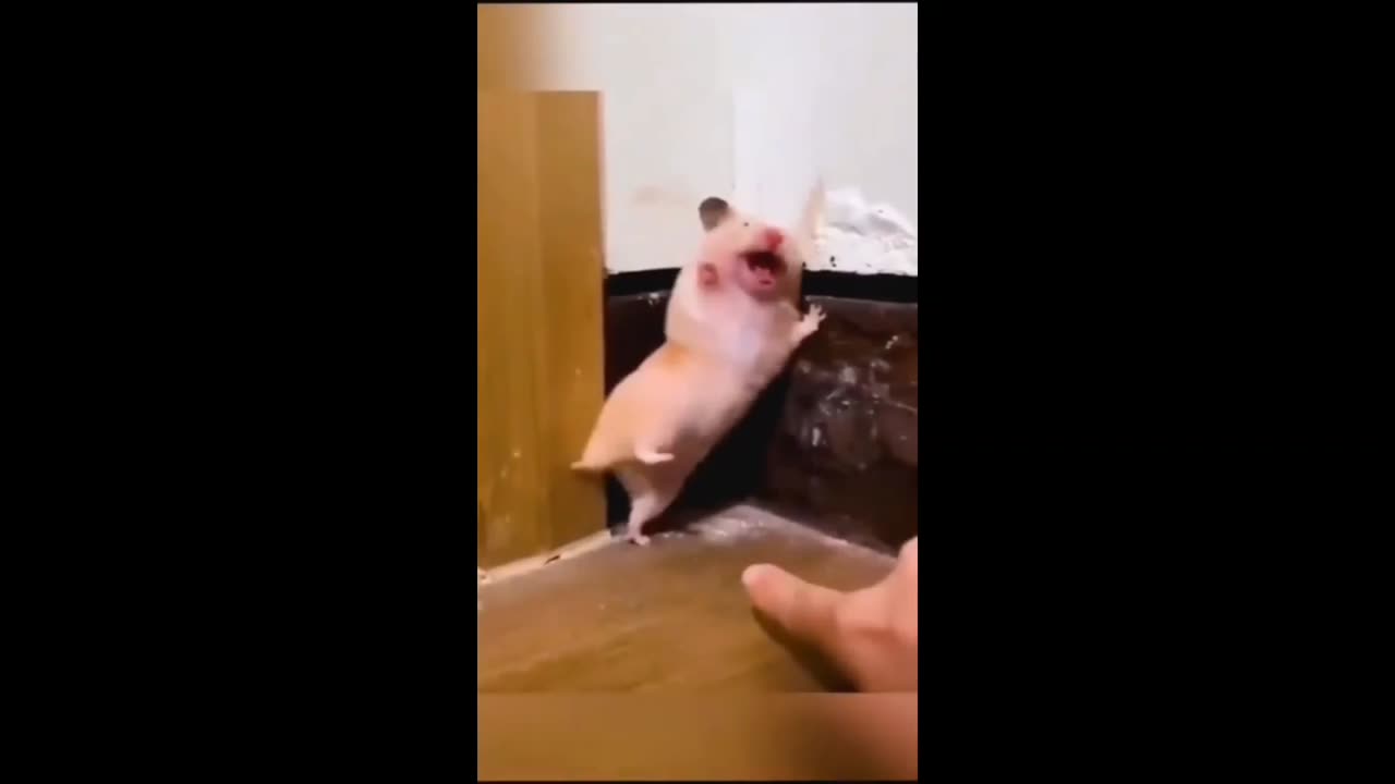 Funny Animals Video