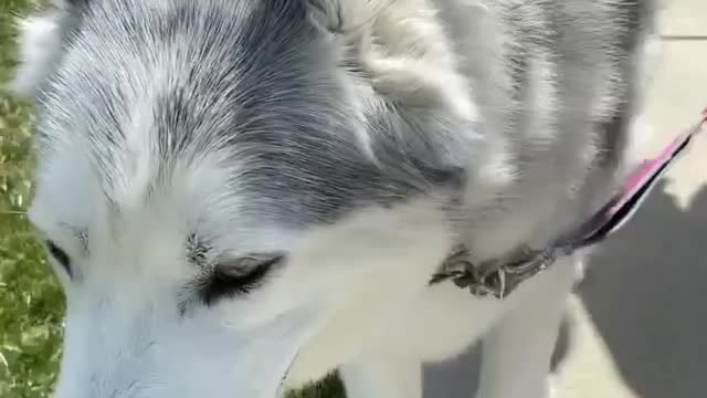 Stubborn Husky Dog Videos 😁😇 Best Funny Animal Videos 2022 😺 Funny Dog Videos 2022 😁