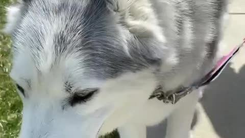 Stubborn Husky Dog Videos 😁😇 Best Funny Animal Videos 2022 😺 Funny Dog Videos 2022 😁