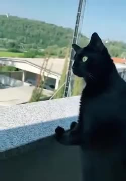 Cat Eagerly Listening To Screaming Neighbor