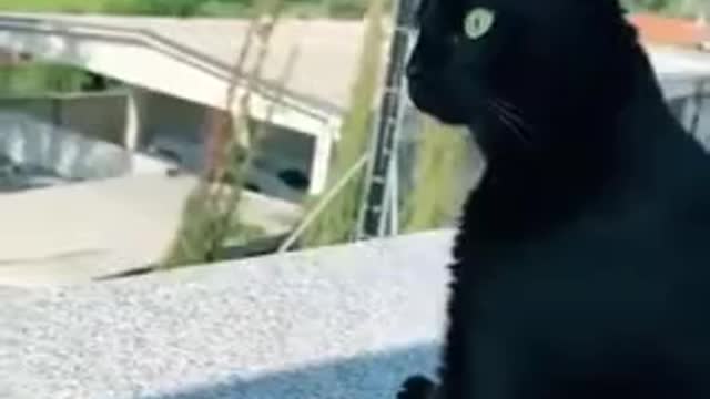 Cat Eagerly Listening To Screaming Neighbor