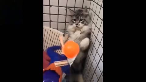 Funny Cat and Dog videos! Try Not to laugh!