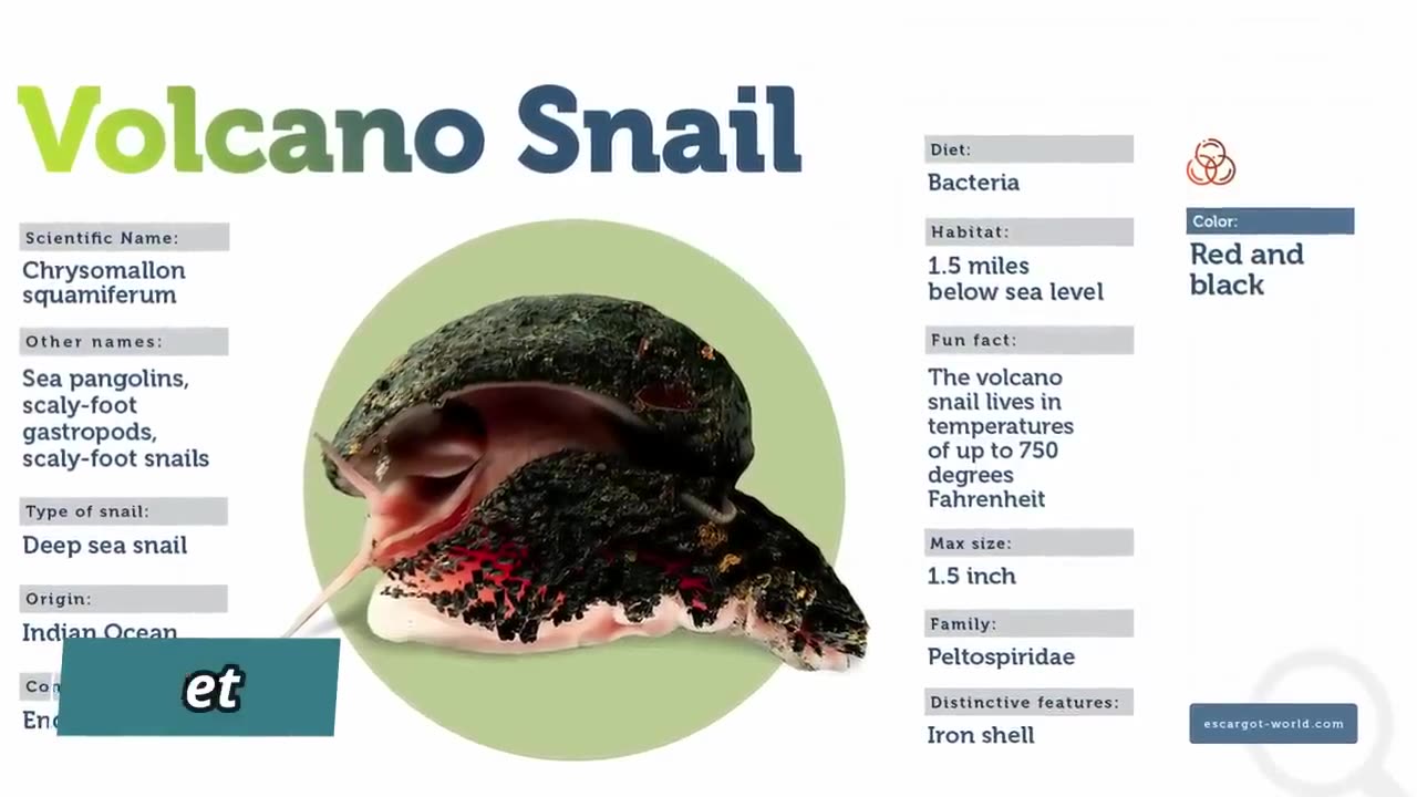 The Insane Biology Of The Volcano Snail