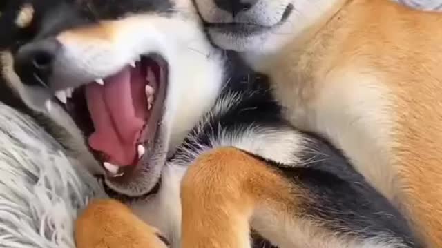 cute dogs