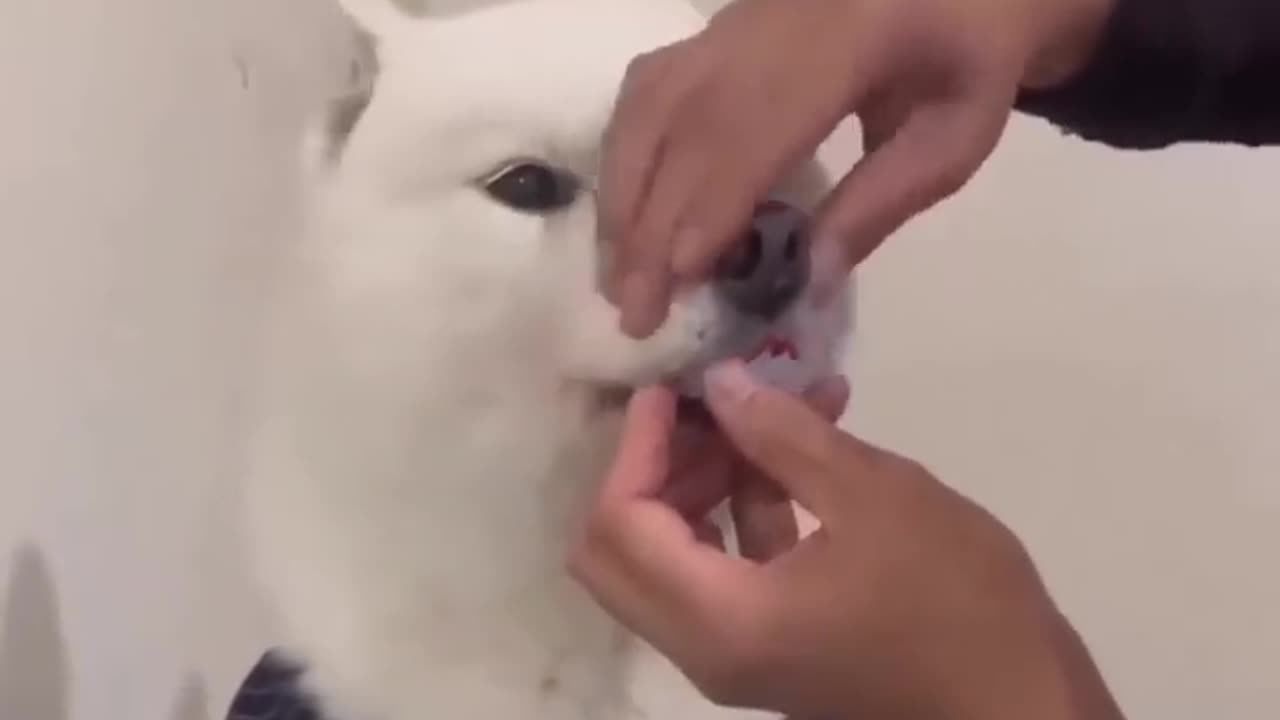 funny cat