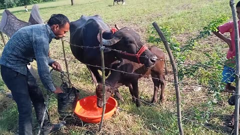 Brother giving water to buffalo